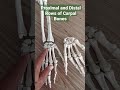 proximal and distal rows of carpal bones draqilshah viralvideos anatomy viral youtubeshorts dr