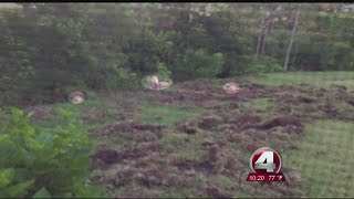 Feral hogs invade south Fort Myers community