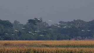 Beautiful Bangladesh At Early Winter/ হেমন্ত ঋতুতে বাংলাদেশ