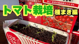 トマト栽培【種まき】家庭菜園でも簡単にできる種まき講座　22/2/24