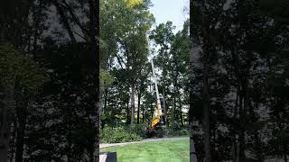 Long reach tree cutting