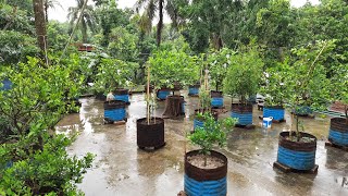 বৃষ্টির পরে ছাদ বাগানের গাছের পরিচর্যা। বর্ষাকালে গাছের পরিচর্যা। ছাদবাগানের গাছের যত্ন