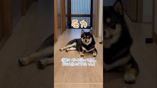 すまし顔で圧力かけてくる、まろ。#黒柴#柴犬#犬#shibainu#お散歩