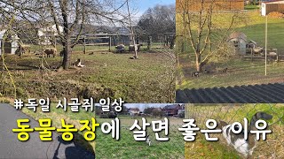 오늘도 평온한 독일 동물농장🐑 | 귀국 한 달 남은 자의 조급한 다이어트(?) | 다시 복귀한 일상 | Vlog