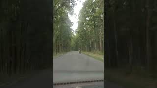 amazing road through forest in assam kokrajhar district