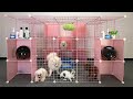 How to make a house for puppy & kitten with cube grid