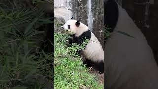 雅一选一根最长的送你们 #一方水土养一方熊猫 #panda #大熊猫 #cute #熊