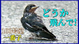 《ツバメ》2022年 我が家のツバメ⑱「103号室 巣立ちできるだろうか」(101号室 二番子孵化11-12日目・103号室 一番子孵化23-24日目)一夫多妻のツバメ【ツバメの巣は車庫の中】