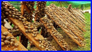 How Farmers Raise Millions Of Snails - Harvest Snails | Processing factory