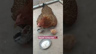 தூய சிறுவிடை கோழி #சிறுவிடை #நாட்டுக்கோழி #hen #chicken #dayold