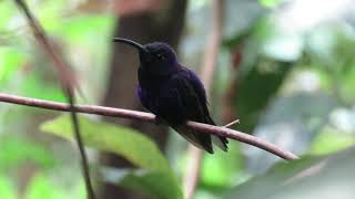 MVI Violet Sabrewing 5april2019 Merendón Honduras by Oliver Komar 410trimmed