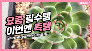 [221020] 금 좋은 아이들, 착한 가격에 드릴게요😊 | 아담다육/라온마리아/엘크혼/마릴린금무지