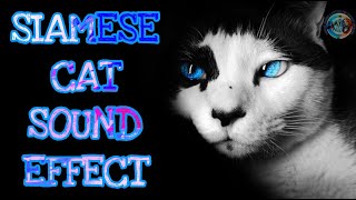 Siamese Cat Sound Effect / Sound Of Siamese Cat / Siamese Cat Meowing / Royalty Free