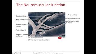 Muscle physiology NMJ and what happens at the Sarcomere