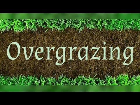 What is animal overgrazing?
