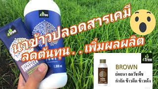 นาข้าวปลอดสารเคมี  4Tree+Blue+Brown สนใจ 094-8266245