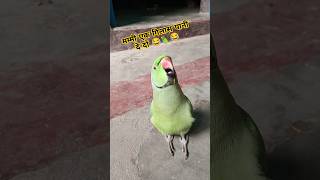 Mummy ek glass pani de do😂🦜🥰#shorts #mummy #mithu #parrot #funnyparrot #funnyvideo #funny #funnypets