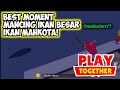 Best moment mancing ikan besar mahkota play together