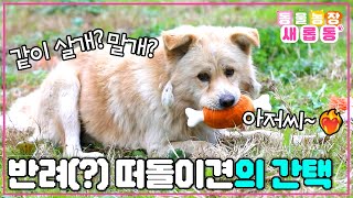 [#새롭동물농장] 껌딱지처럼 주위를 맴돌지만 만지는 건 싫어!! 운명처럼 종생씨에게 온 누렁이의 선택은?!💘 / EP.1206 #TV동물농장 #AnimalFarm #SBSstory