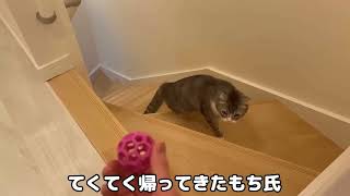 階段の上から大量にボールが降ってきた猫の反応が100点すぎましたw opening