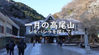 高尾山　シモバシラ探して02　むかし歩き