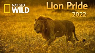 Lion pride new Documentary 2022 - Nat Geo wild.