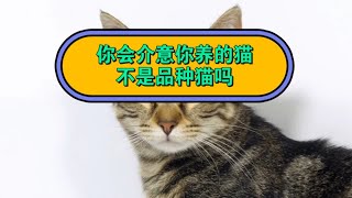 你会介意你养的猫，不是品种猫吗