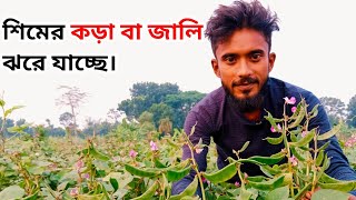 🤔 শীতের মাঝেও শিমের জালি বা ফুল ঝরে যাচ্ছে? সমাধান