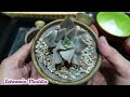 what to do with succulent before pot up u0026 water