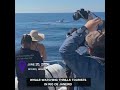 Whale-watching thrills tourists in Rio de Janeiro