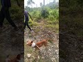 anjing pemburu paling suka menarik anjingpemburu boarhunting shortvideo