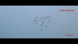 পানকৌড়ি দের কিচিরমিচির ও উড়াউড়ি। The chirping of the Phalacrocorax Birds and flying.