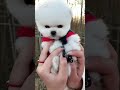 🥰 funny and cute pomeranian dogs videos 🐶 adorable puppies u0026 doggos shorts 271