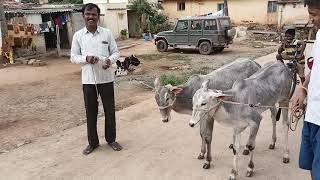 Classic Hallikar 4 months female calf pair of Farmer Muniraju at Hallasahalli,Kasaba Hobli,Hosakote