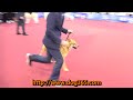 2016.06.19 kkf dog show korean jindo dog