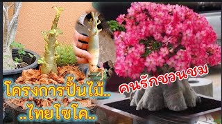 ไทยโซโค ต้นไม้เพื่อการประกวด