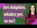 Are dolphins whales yes or no?