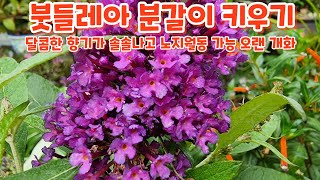 달콤한 향기가 솔솔나는 #붓들레아 #분갈이 #키우기 처음처럼야생화