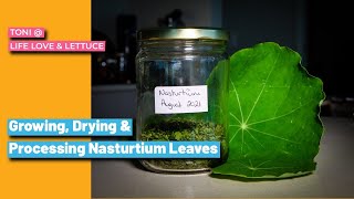 Growing Nasturtium in my Home Herb Garden