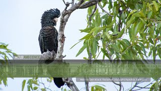 Red-tailed Black Cockatoo Calls \u0026 Sounds