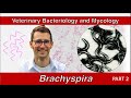 Brachyspira and Lawsonia (Part 2) - Veterinary Bacteriology and Mycology