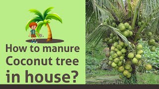 How to manure coconut tree in house? தென்னை மரங்களுக்கு உரமிடுவது எப்படி?