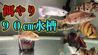 久方の90センチ水槽　ブラックアロワナ　ダトニオ飼育