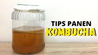 CARA PANEN KOMBUCHA