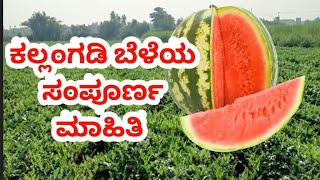 ಕಲ್ಲಂಗಡಿ ಬೆಳೆಯ ಸಂಪೂರ್ಣ ಮಾಹಿತಿ ಕನ್ನಡದಲ್ಲಿ