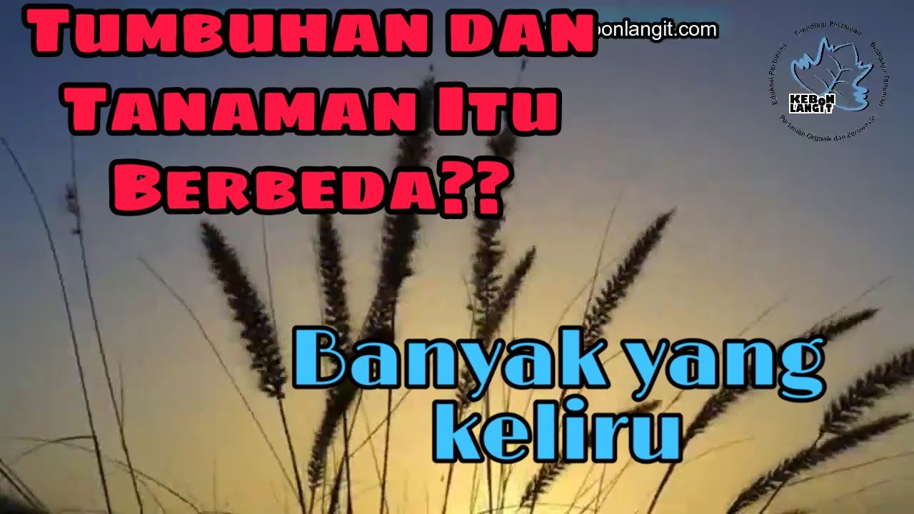 Perbedaan Tumbuhan Dan Tanaman - YouTube