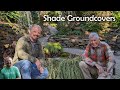 Amazing Shade Groundcover Plants with Tony Avent - Trillium, Rohdea, Ferns, Cast Iron Plants, Carex