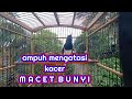 kacer ngeplong santai ampuh mengatasi kacer macet bunyi