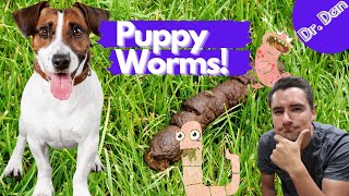 Intestinal worms in puppies! How to diagnose and treat roundworms in the puppy.