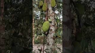 നിറയെ ഉണ്ട് സന്തോഷം ആയി #fruit#family #love #food #youtubeshorts